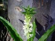 Eucomis zambesiaca